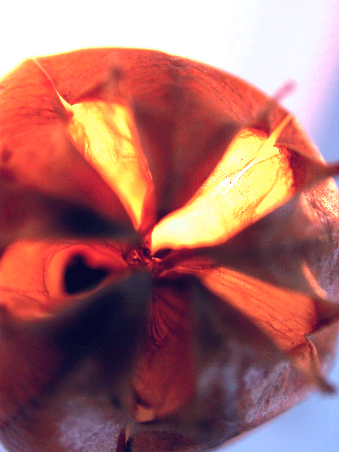Wanddeko Makrofoto Natur Kornblume