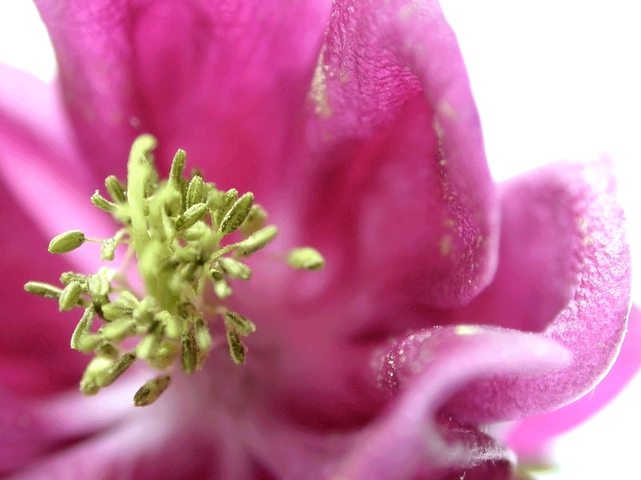 Wanddeko Makrofoto Natur Kornblume