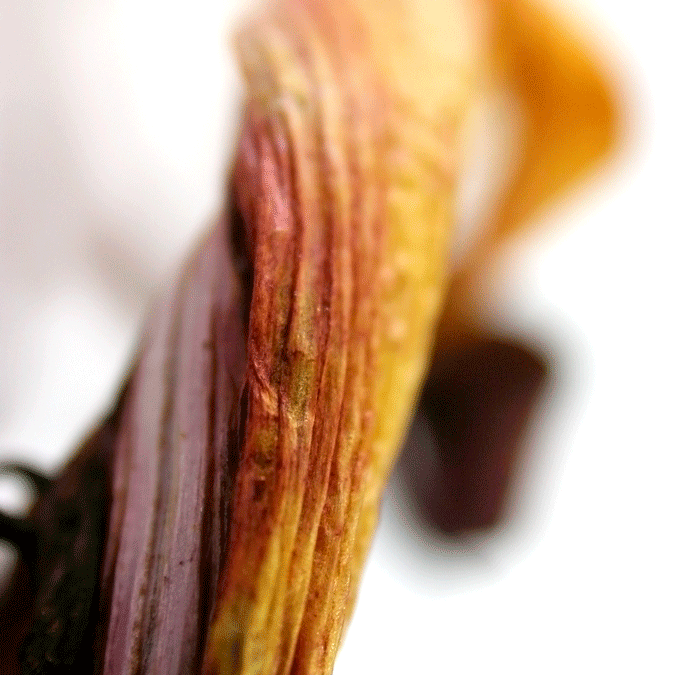 Nr. 8 | Herbst #1