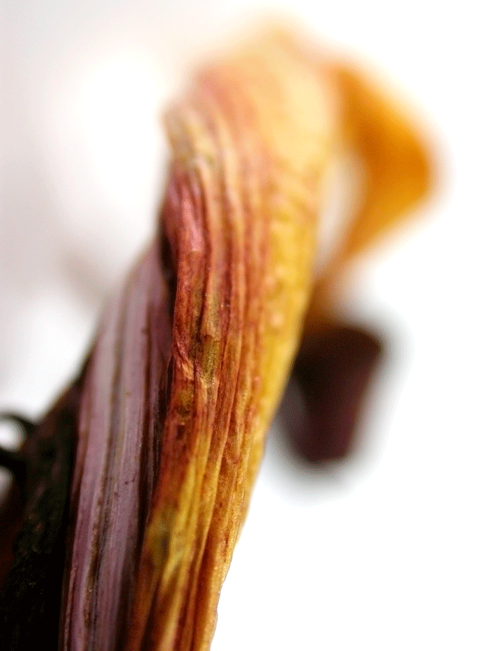 Wanddeko Makrofoto Natur Kornblume