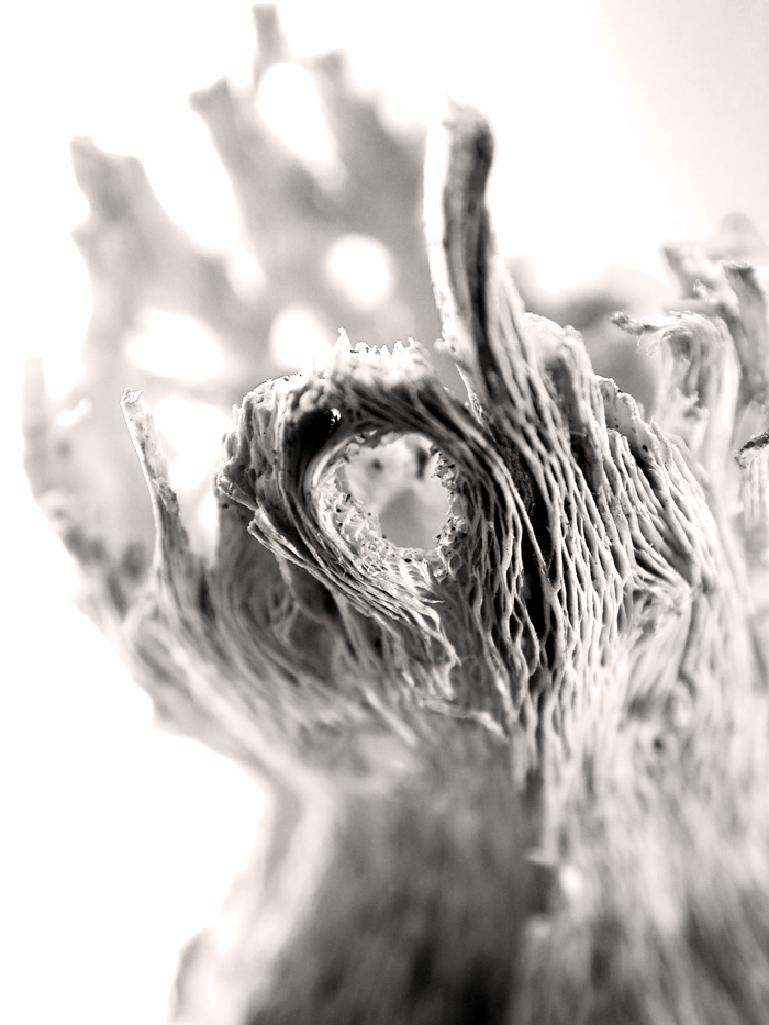 Wanddeko Makrofoto Natur Kornblume