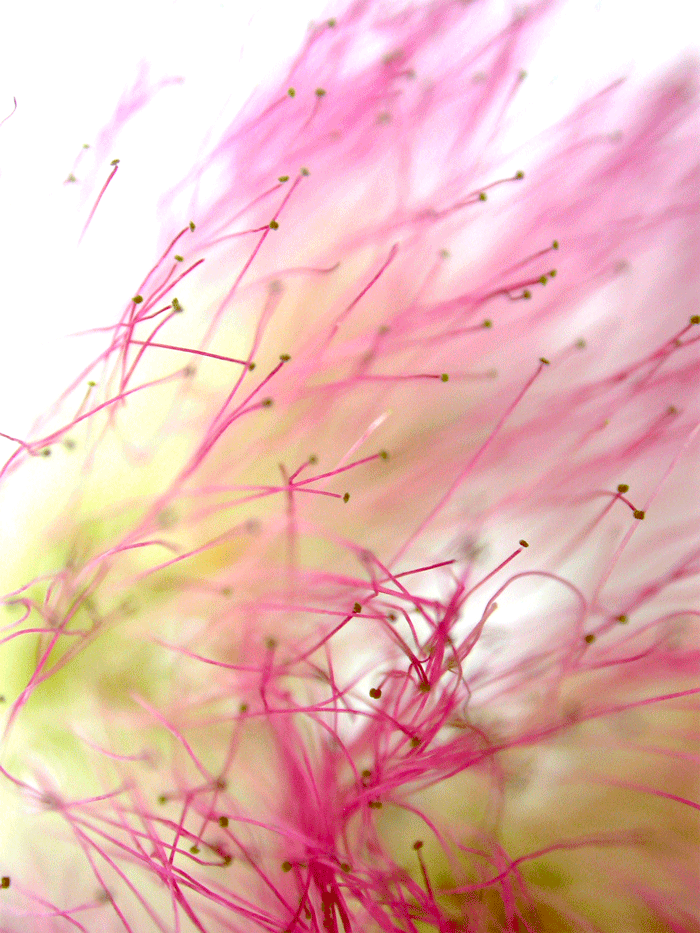 Wanddeko Makrofoto Natur Kornblume