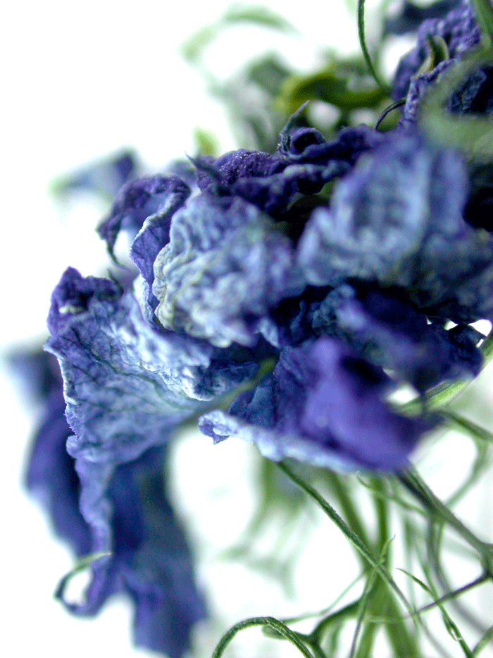 Wanddeko Makrofoto Natur Kornblume