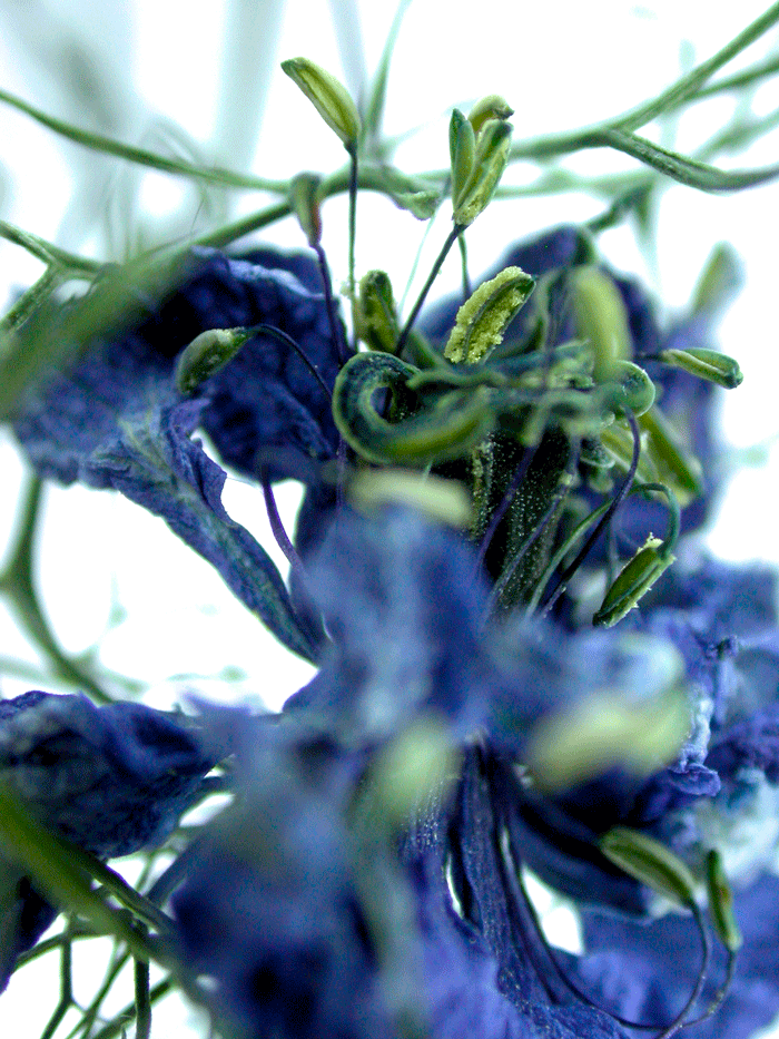 Wanddeko Makrofoto Natur Kornblume
