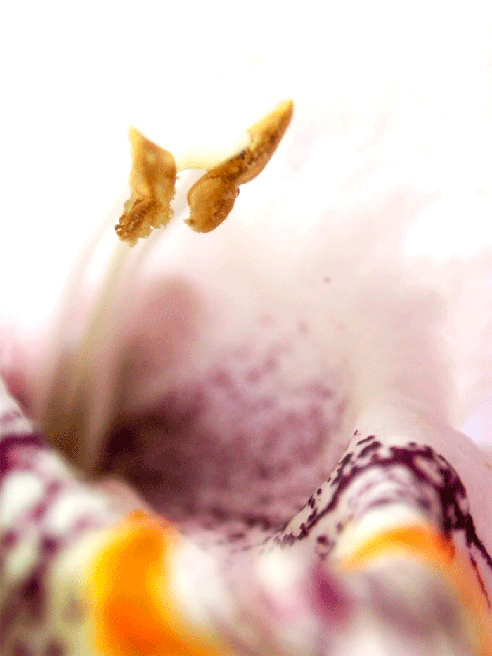 Wanddeko Makrofoto Natur Kornblume