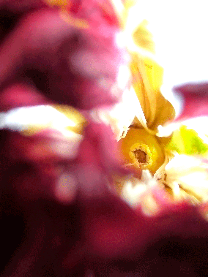 Wanddeko Makrofoto Natur Kornblume