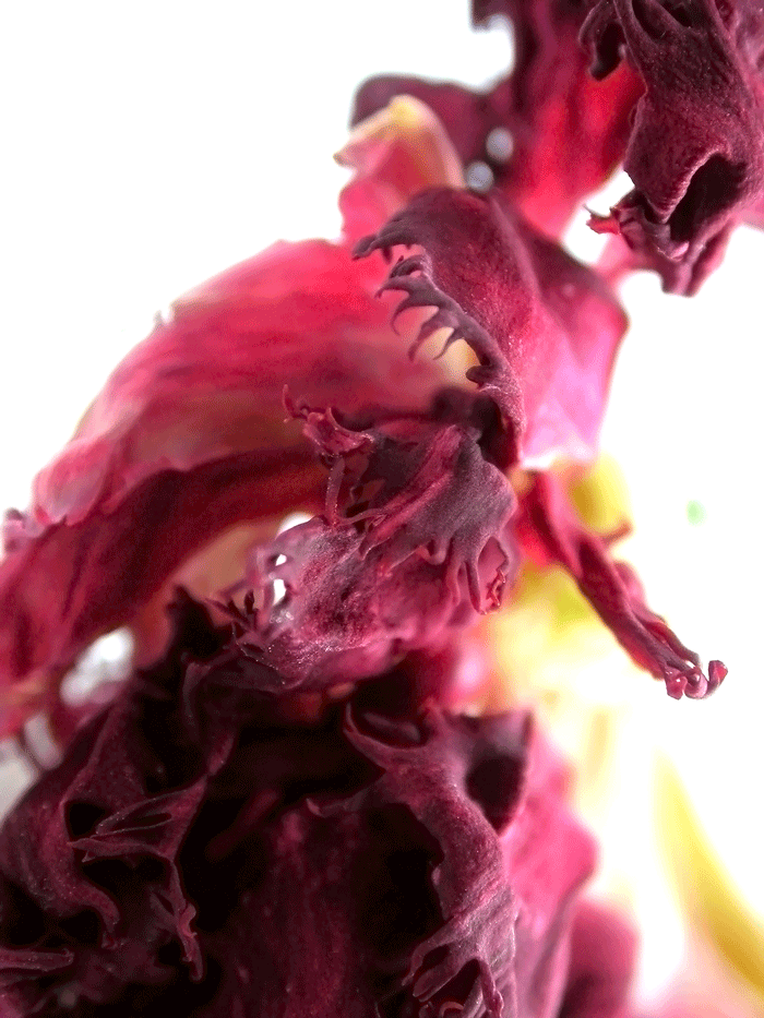 19_Starkes_Rot2_NM Wanddeko Makrofoto Natur Kornblume